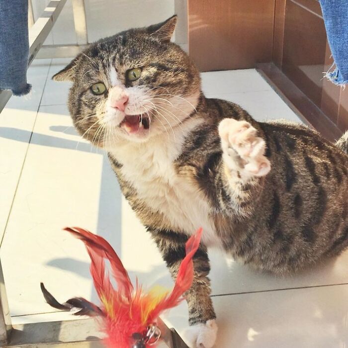 Meet Ah Fei, The Cat Who Deserves An Oscar For His Hilariously Dramatic Reactions (14 Pics)