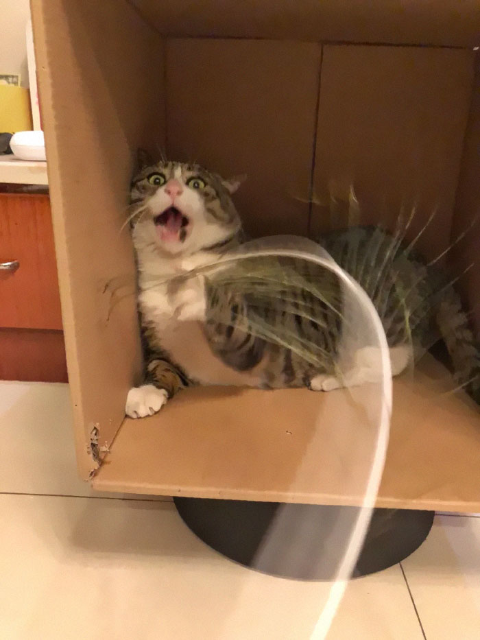 Meet Ah Fei, The Cat Who Deserves An Oscar For His Hilariously Dramatic Reactions (14 Pics)