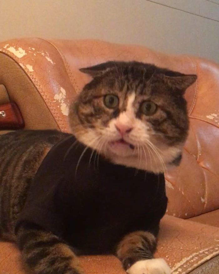 Meet Ah Fei, The Cat Who Deserves An Oscar For His Hilariously Dramatic Reactions (14 Pics)