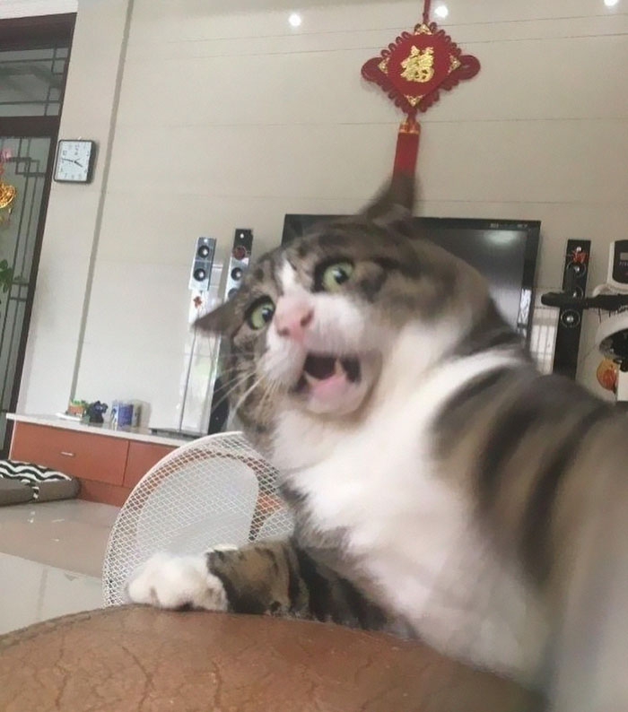 Meet Ah Fei, The Cat Who Deserves An Oscar For His Hilariously Dramatic Reactions (14 Pics)