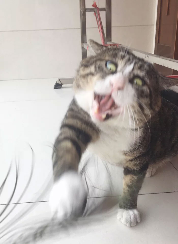 Meet Ah Fei, The Cat Who Deserves An Oscar For His Hilariously Dramatic Reactions (14 Pics)