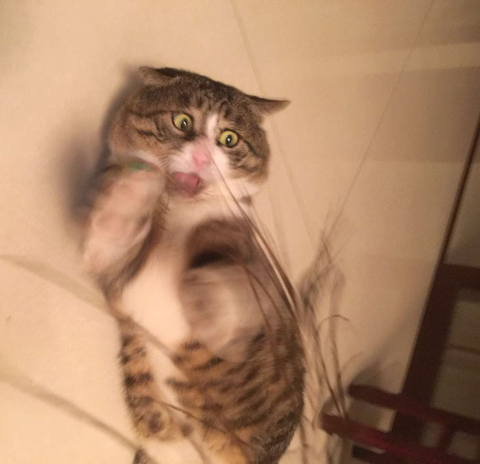 Meet Ah Fei, The Cat Who Deserves An Oscar For His Hilariously Dramatic Reactions (14 Pics)