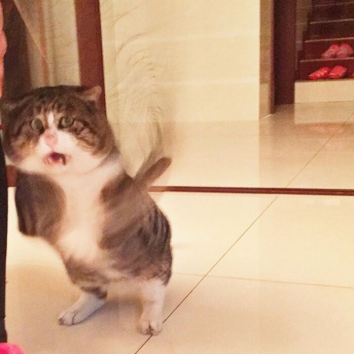 Meet Ah Fei, The Cat Who Deserves An Oscar For His Hilariously Dramatic Reactions (14 Pics)