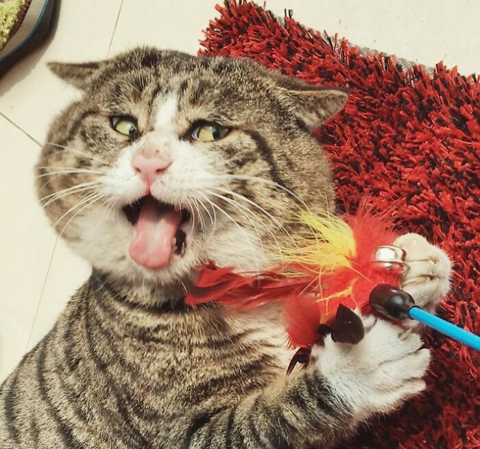 Meet Ah Fei, The Cat Who Deserves An Oscar For His Hilariously Dramatic Reactions (14 Pics)