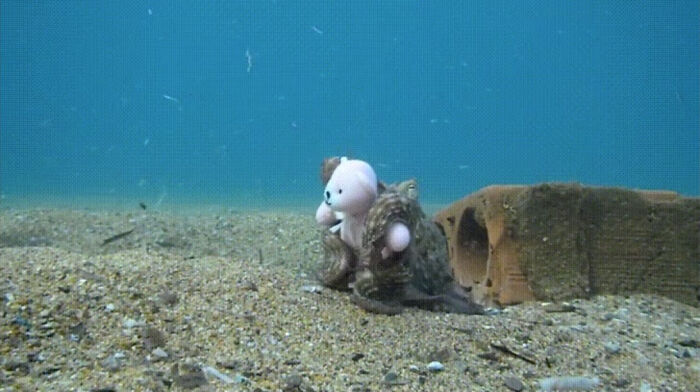 Octopus Fell In Love With Teddy