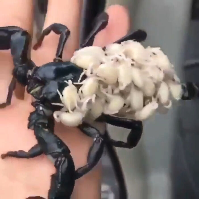 Scorpion Carrying Babies On Her Back