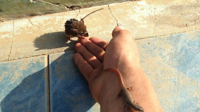 Mouse And A Lizard Thank Rescuer For Saving Them From Drowning In The Swimming Pool