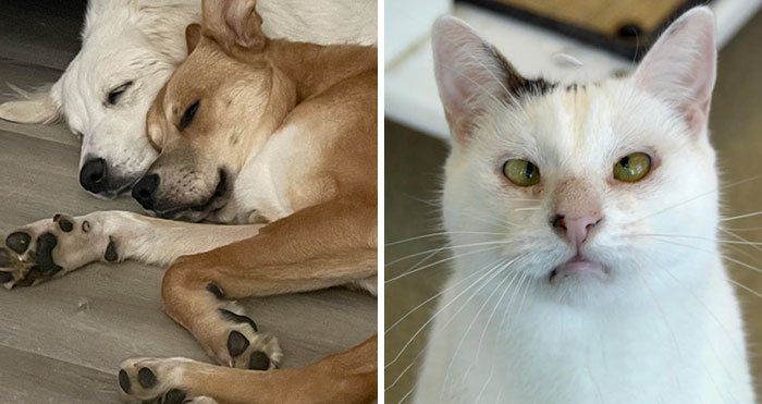 It’s Time For The Most Adorable Pet Adoption Pics This Month (September Edition)