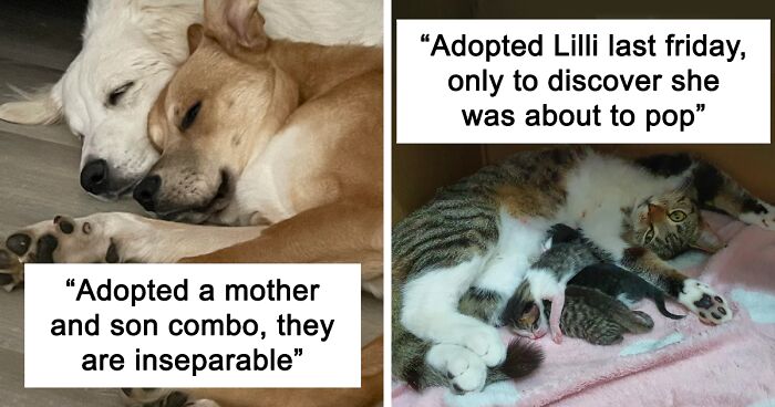 “I Haven’t Felt This Happy In A Long While”: 79 People Show Their Adorable Adopted Critters