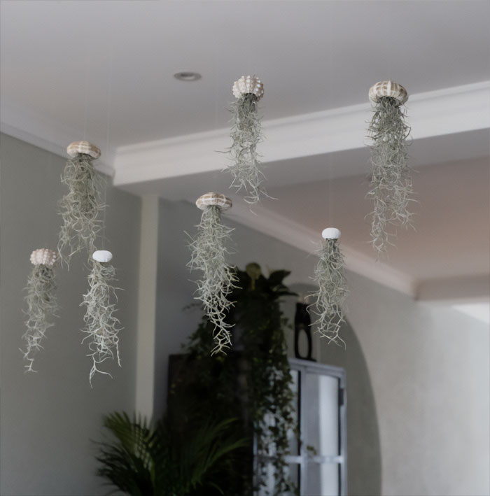 Hanging air plants in white interior room.