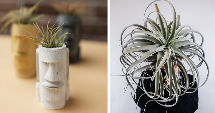 Air Plants Require No Soil: Full Care and Design Guide