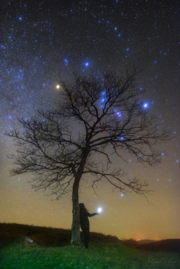 Orion Entagled In The Tree And A Hot Bluish Star Sirius Held By A Stargazer