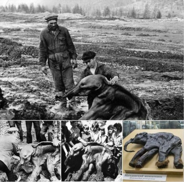 During The Early Morning Of June In 1977, Near The Frunze Mine In The Susumansky District, An Unexpected Discovery Was Made. Anatoly Logachev, A Bulldozer Operator From The Znamya Prospecting Artel, Came Across The Remains Of A Prehistoric Infant Buried Deep Within The Permafrost. This Remarkable Find, Known As The Kirgilyakh Mammoth, Emerged From The Layers Of Soil