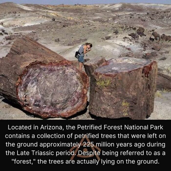 Nestled In The Heart Of Arizona, This Mesmerizing Park Is A True Testament To The Wonders Of Nature. Here, You'll Encounter A Mesmerizing Landscape Adorned With Magnificent Petrified Wood That Has Stood The Test Of Time. 🌲🌄 On December 8, 1906, Petrified Forest National Monument Was Established By Theodore Roosevelt. Later, On December 9, 1962, It Was Elevated To The Status Of A National Park. This Remarkable Park Is Home To A Diverse Array Of Plant And Animal Species, Creating A Thriving Ecosystem Within Its Boundaries. Within The Park's Vast Expanse, You'll Encounter An Impressive Variety Of Wildlife. From Majestic Elk And Mule Deer To Swift Pronghorn And Elusive Bobcats, The Park Teems With Life. Coyotes, Kitfoxes, Badgers, Prairie Dogs, Porcupines, And A Multitude Of Rodents Make Their Homes Here. Look Up, And You Might Spot A Raven, Golden Eagle, Or Red-Tailed Hawk Soaring Through The Skies. Keep An Eye Out For Burrowing Owls, Horned Larks, Scaled Quails, And An Array Of Enchanting Songbirds. The Park Is Also A Haven For Hummingbirds, Roadrunners, And Collared Lizards. Snake Enthusiasts May Come Across The Bullsnake, Short-Horned Lizard, Hopi Rattlesnake, Side-Splotch Lizard, Whiptail Lizard, Kingsnake, And More. The Park's Diverse Habitat Also Supports A Range Of Amphibians, Insects, And Arachnids, Including The Spadefoot Toad, Tiger Salamander, Tarantula, Scorpion, Butterflies, Moths, Solitary Bees, Tarantula Hawks, Carpenter Ants, And Triops. In Addition To Its Rich Biodiversity, Petrified Forest National Park Holds A Significant Place In Human History. Spanning Over 13,000 Years, The Park Is A Treasure Trove Of Archaeological And Historic Sites, With Over 800 Identified To Date. These Sites Offer A Glimpse Into The Past, Providing Insights Into The Cultures And Lives Of The People Who Once Inhabited The Area
