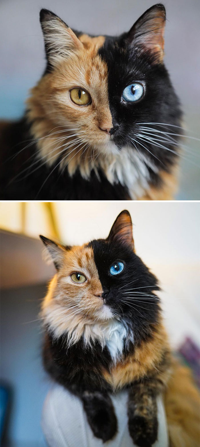 This Two-Faced Cat Called Quimera