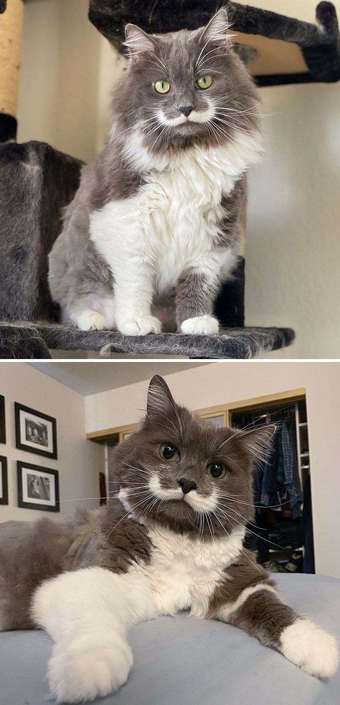 Mustache Cat. Yes, It's Real