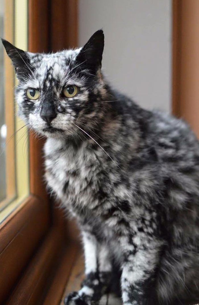 Scrappy’s Coat Pattern Started Getting White When He Was 7 Years Old. Most Likely, This Is Due To A Rare Skin Condition Vitiligo (Extremely Rare In Cats)