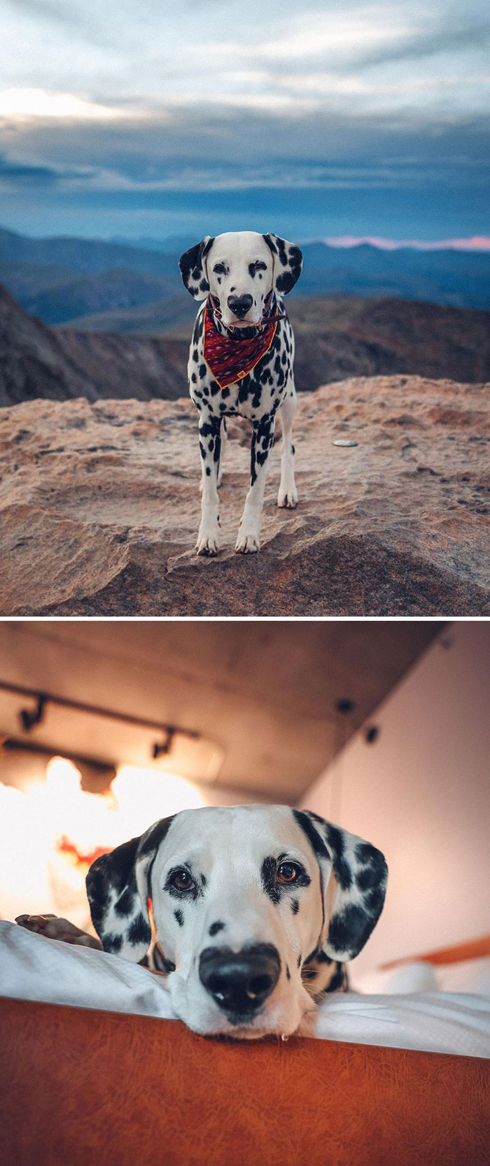 Meet Wiley, The Dalmatian Puppy With A Heart-Shaped Nose