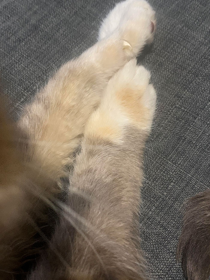 My Cat’s Paws Have A Right Angle In Her Fur Pattern