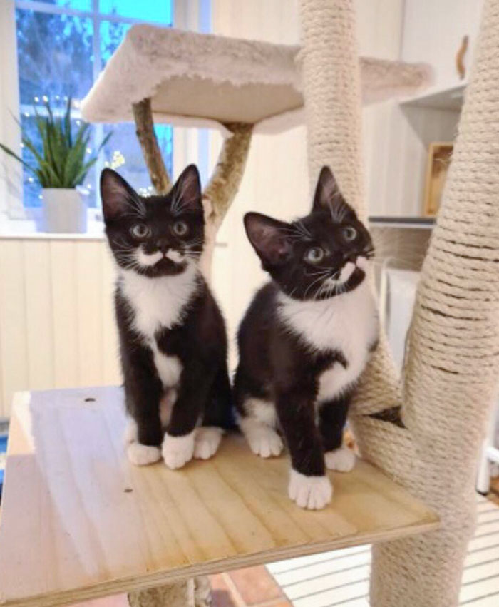 These Kittens With Perfect Mustache Patterns