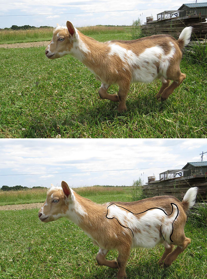 Baby Goat With Mini Goat Pattern On Fur