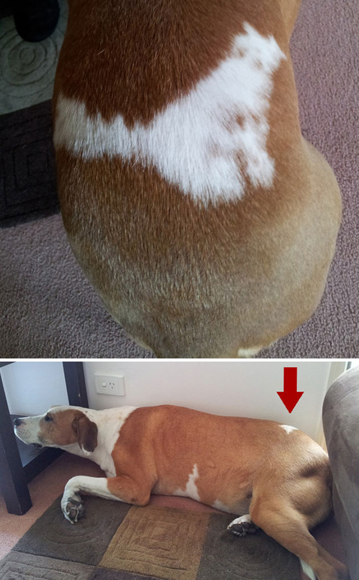 My Girlfriend's Dog Spook Has A Cat Pattern On His Back