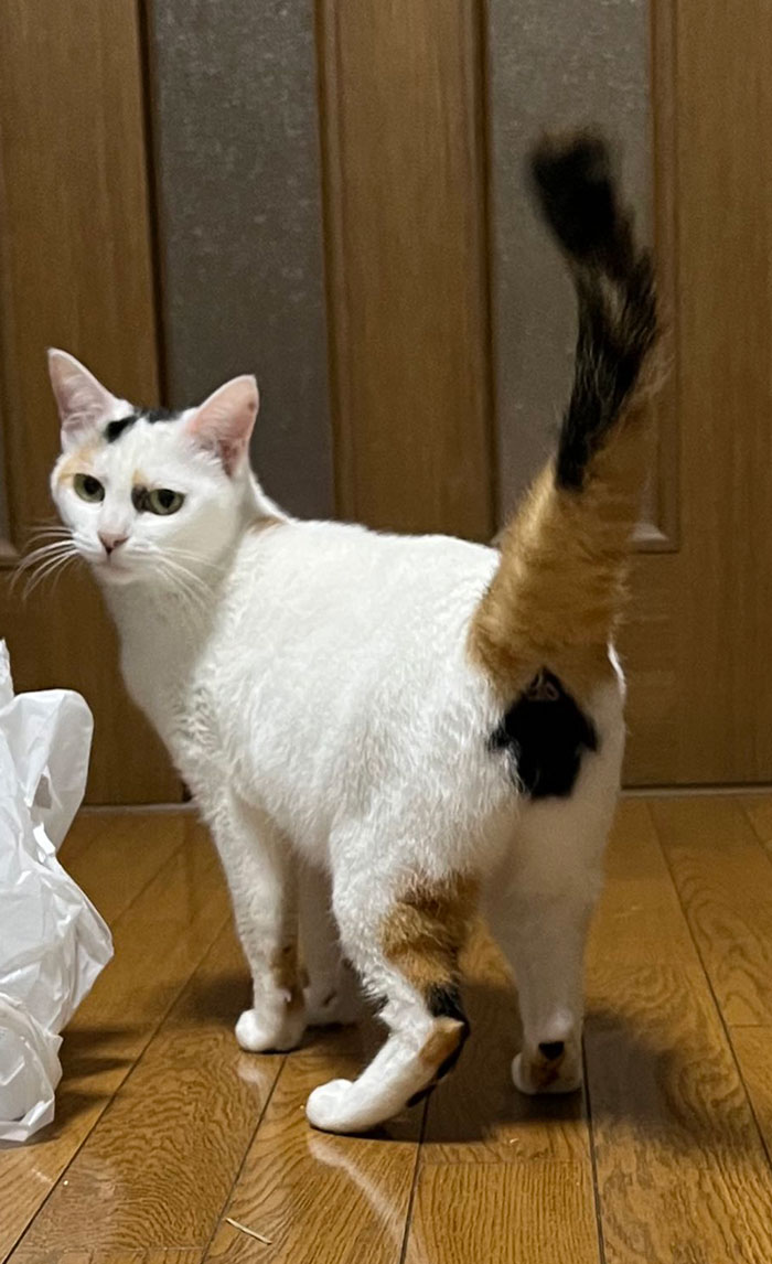 This Cat With A Unique Marking On Her Butt