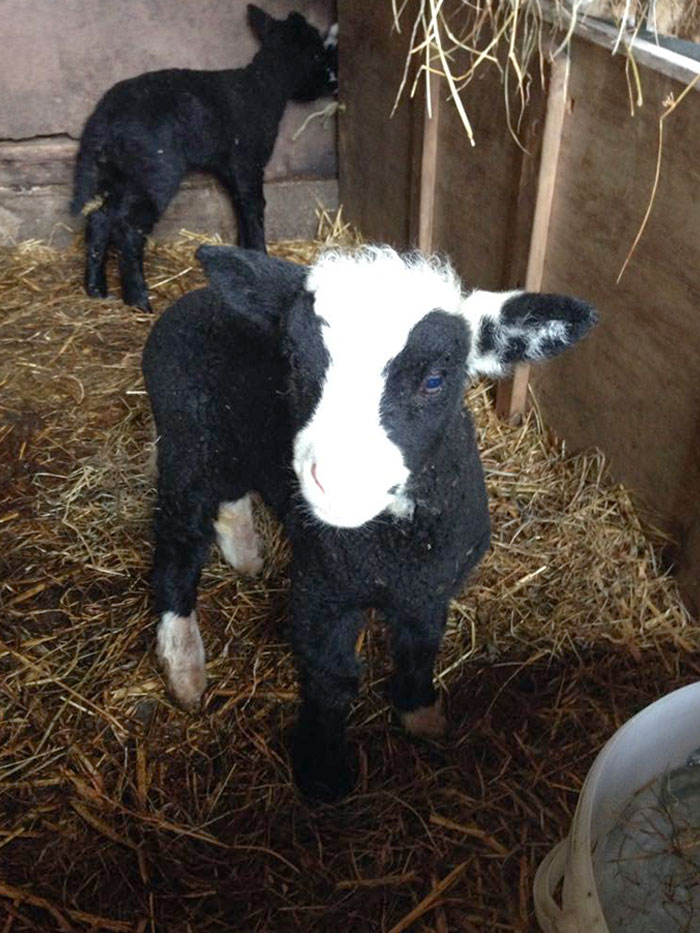 This Lamb Whose Markings Make It Look Like A Cow