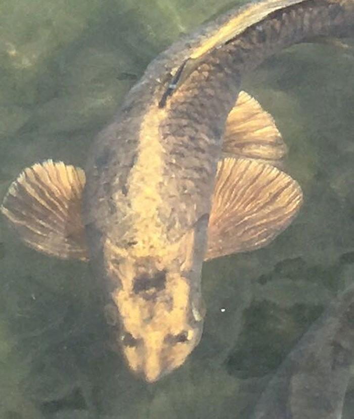 The Markings On This Fish Look Like A Cat