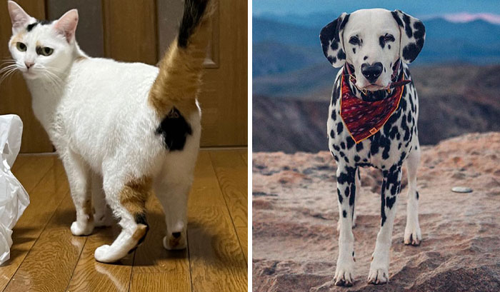Fur Inception: 50 Animals With The Strangest Fur Patterns And Markings (New Pics)