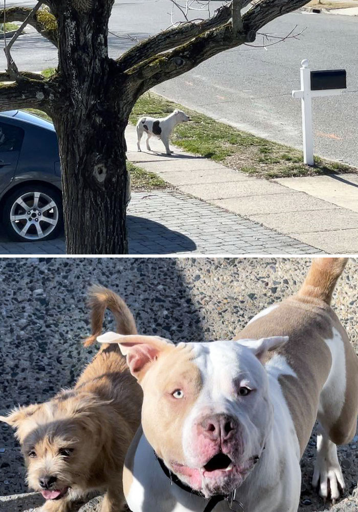 My Neighbors Constantly Allowing Their Dogs To Run Loose In The Neighborhood. They Breed Pits And Can't Contain Them. They Run Into The Streets, Harass People And Other Pets