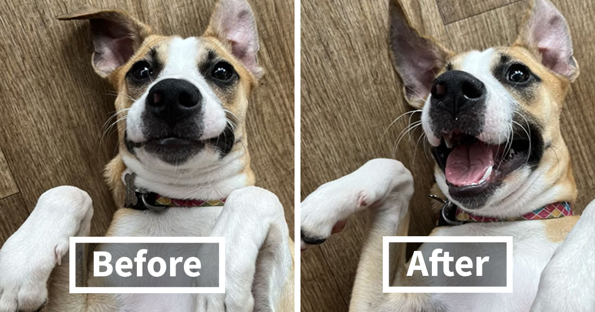 This TikTok Trend Is All About Dogs And Their Reactions To “Good Boy/Girl” Praise (50 Pics