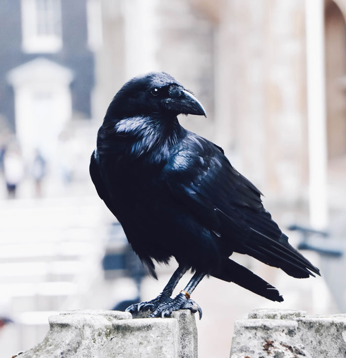 Black raven on the block 