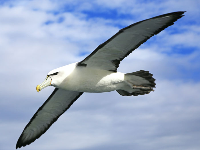 Albatross flying 