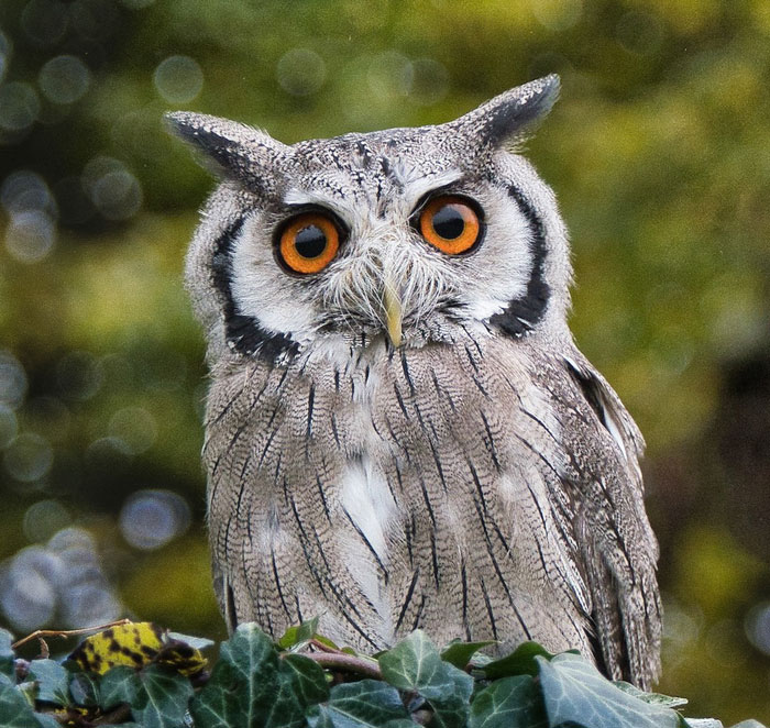 Grey owl with big brown eyes 