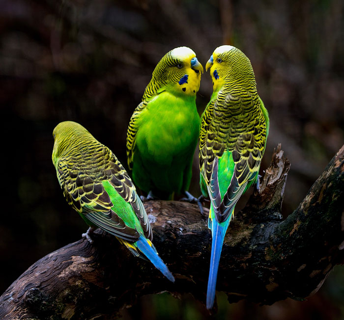 Budgies sitting on the tree branch 