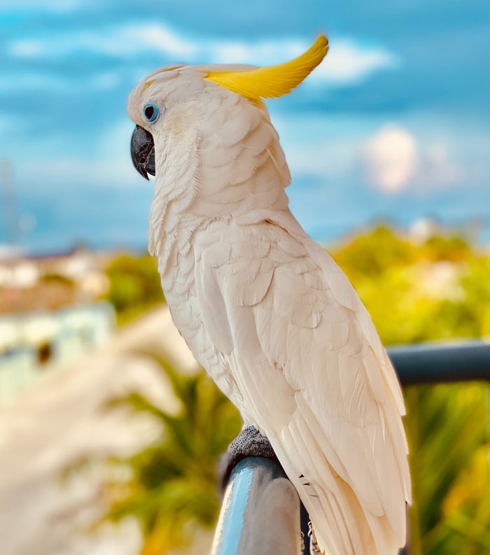 White parrot on the balcony railing