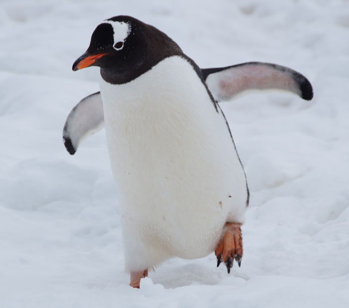 Little penguin walking on the snow 