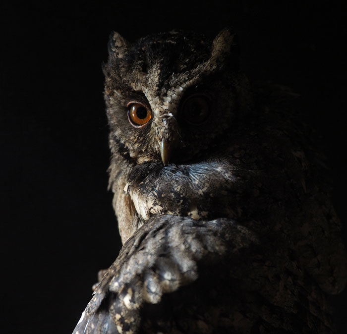 Owl with brow eyes in the shadow 