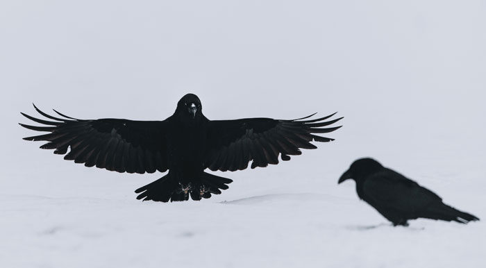 Two crows in the snow 