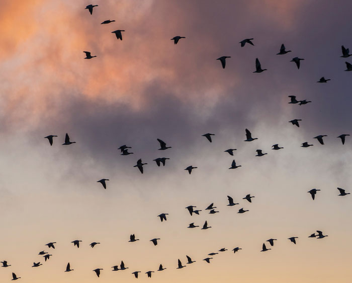 A group of birds in the sky 