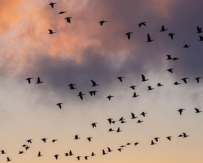 52 Bird Facts To Learn More About These Majestic Creatures | Bored Panda