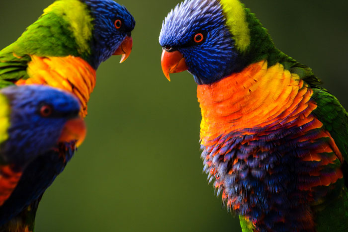 Colourful parrots communicating 