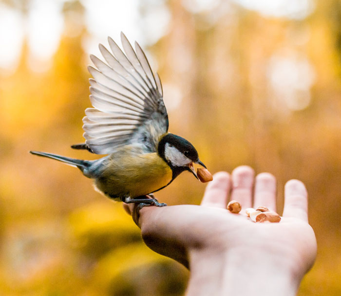 Bird taking a nut from hand 