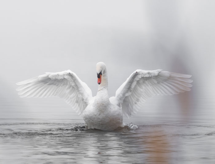 White swan with spread wings in the water 