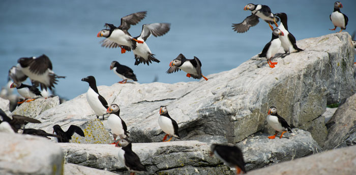 A group of Atlantic Puffins and Razorbills all takeoff from the rocks