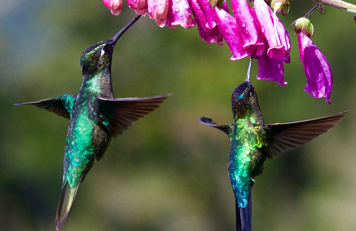 Two Hummingbirds drinking nectar from pink flower 