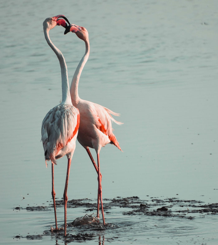 Two flamingos kissing near the water 