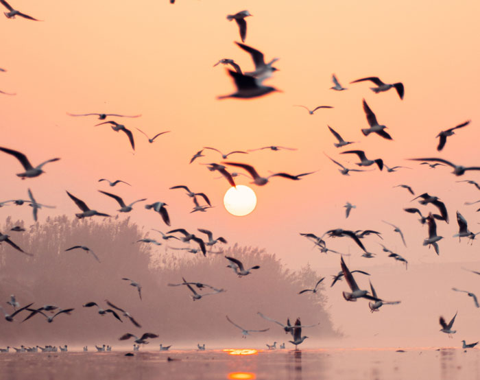 Birds flying during sunset 