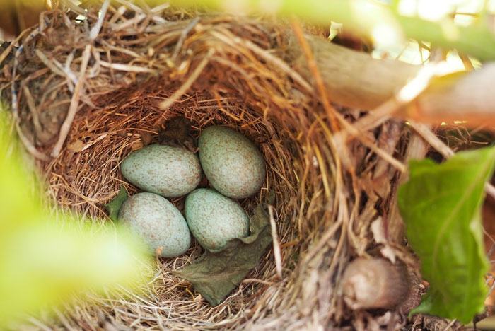Four eggs in the nest on a tree 